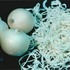 广州送菜公司带你详细认识小龙虾(图8)