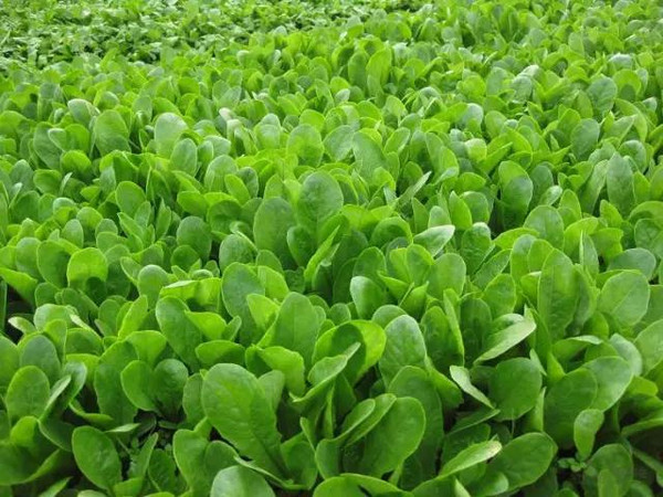 ec5ddfa3cc8002169825369ff93f0597.jpg ec5ddfa3cc8002169825369ff93f0597.jpg